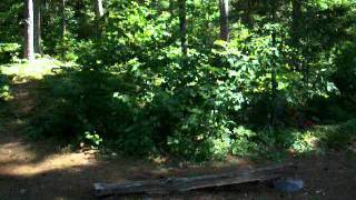 Algonquin Provincial Park  Bridle Lake Campsite [upl. by Ainaj358]