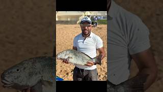 une belle ombrine capturée par notre champion Redouane ainos de 6kg pêche صيد بحر سمك fishing [upl. by Atinehc]