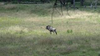 Blue Wildebeest with a solid in 460 WBY in South Africa [upl. by Tana]