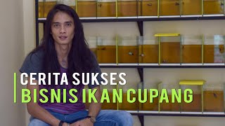 Cerita Sukses Bisnis Ikan Cupang Harga Jutaan Rupiah [upl. by Josee201]