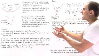 Specificity of Serine Proteases Chymotrypsin Trypsin and Elastase [upl. by Furie]