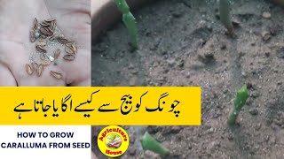 How to Grow Caralluma from seed Growing caralluma from seed [upl. by Alexa]