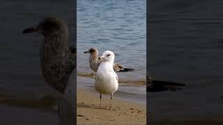 🤍 Ring billed gull bird 🤍 [upl. by Asilrak]