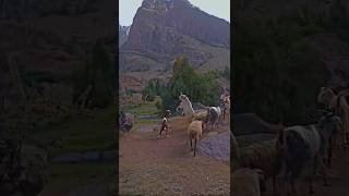 Shepherds herding goats And sheep In GB  GB gbmountain pakistan gilgitbaltistantourism [upl. by Aimo533]