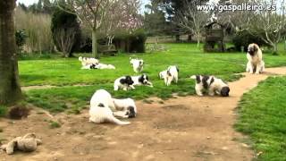 Cachorros Mastín del Pirineo camada X [upl. by Egidio]