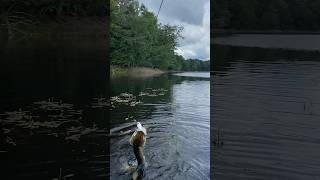 Ny pickerel action on bass whopper plopper fishing [upl. by Badger]