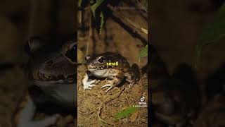 Britains 10 Rarest Animals Part 4 Natterjack Toad 🐸 explore trending viralvideo foryou sub [upl. by Entsirhc]