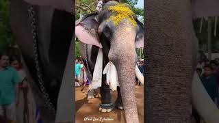 പട്ടാമ്പിക്കാരൻ manikandan pattambi elephant love komban reels shorts pooram aanakaran [upl. by Lerat294]