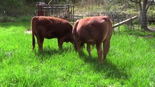 Purebred Tarentaise Cattle Munching on Grass in the Spring [upl. by Frymire383]