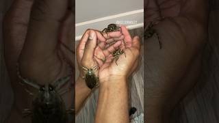 Handling 3 Giant Water Bugs insectsbuganimalsspiderarthropodsgiantwaterbugarachnidfyp [upl. by Micheline556]