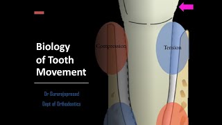 Biology of Tooth Movement [upl. by Ahsieyt]