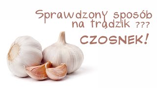 Mój sprawdzony sposób na trądzik  pryszcze  CZOSNEK [upl. by Engenia956]