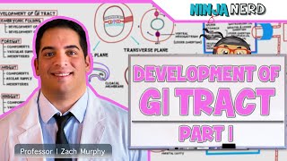 Gastrointestinal  Development amp Embryology of the GI Tract Part 1 [upl. by Dolley]