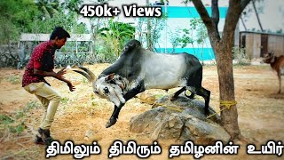 Jallikattu Kaalai Traning amp How its preparing Manju Virattu Kaalai  தர்மபுரி [upl. by Cannon]