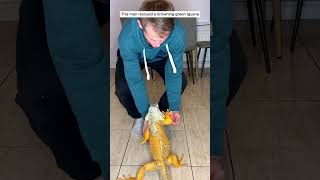 This man rescued a drowning green iguana iguana lizard short [upl. by Nahgrom]