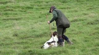 Partridge and Pheasant Shooting with Shotaway Films [upl. by Anirehc844]