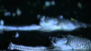 Reptiles amp Amphibians BBC Documentary Episode 1 Part 3 [upl. by Aillicsirp]