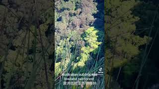 Lowland subtropical rainforest of Australia [upl. by Hanah]