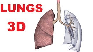 Respiratory System And Lungs Anatomy [upl. by Neram]