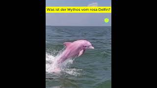 Was ist der Mythos vom rosa Delfin  Denke Passend [upl. by Chastity698]