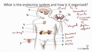 82 Endocrine System Structure and Function [upl. by Enayr388]