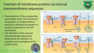 Endoplasmic reticulum and protein sorting 2024 2025 [upl. by Delcine]