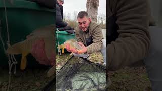 La petite carpe du jour shorts fishing carpfishing [upl. by Ariaz]