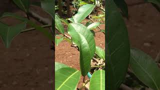 Bahan bonsai pohon bunut ficus virens fypシ゚viral nature bonsaiadventure bonsaitree ngebolang [upl. by Letnuhs]