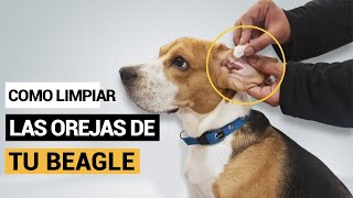 ¿Cómo limpiar los oídos de mi beagle [upl. by Mauldon44]