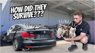 WE FOUND 5 STARVING KITTENS IN OUR WRECKED BMW [upl. by Tomasz162]