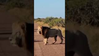 Sweni giant shorts lion animals biglion kruger wildlife [upl. by Edwards]