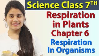 Respiration in Plants  Chapter 6  Respiration in Organisms  Science Class 7th NCERT [upl. by Dinny]