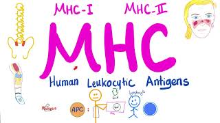 Major Histocompatibility Complex MHC  Human Leukocytic Antigen HLA  Immune System [upl. by Odnesor827]