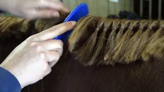 How to band a horses mane [upl. by Marice]