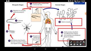 filaria life cycle  how to lymphatic filariasis spread [upl. by Elaine]