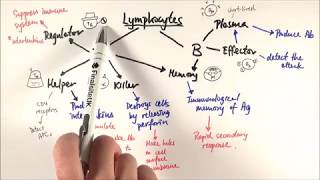 AS Biology  T and Blymphocytes OCR A Chapter 126 [upl. by Avad]