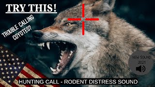 NEW COYOTE PREDATOR CALL Latest Sound Hunting Shooting Free 1 Hour USA  Rat Rodent Distress [upl. by Cynth]