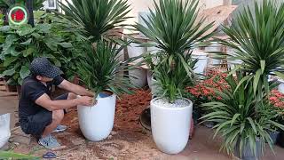 Create a STUNNING Dragon Tree Pot in Minutes [upl. by Borries953]