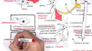 Anatomy  Eye Overview [upl. by Calva921]