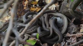 Glacier National Park  Terrestrial Gartersnakes [upl. by Aizat960]