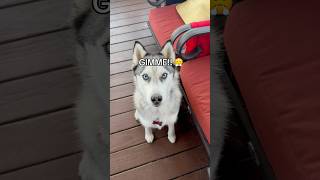 My husky demands treats husky huskydog cutedogs funnydog doglove dogshorts doglovers dogs [upl. by Aroled]