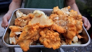 Chanterelle Hunting Northwest and Spokane Wild Edible Mushrooms [upl. by Gonnella]