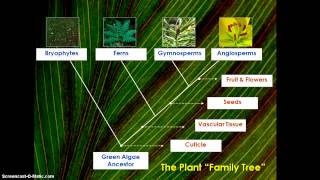 How did plants Evolve [upl. by Dnumyar484]