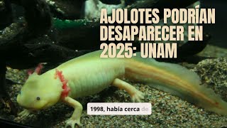 quotAjolotes podrían desaparecer en 2025quot UNAM [upl. by Brunk]