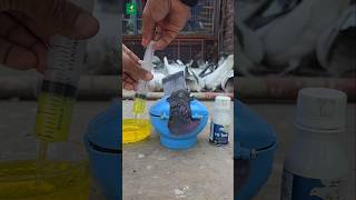 Giribaz pigeon treatment  pigeon viralshorts kabutar birdspigeon [upl. by Levram]