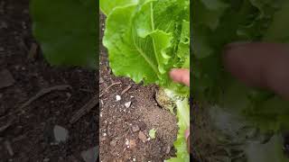 The Right way to Harvest Romanie Lettuce 🥬 lettuce [upl. by Johnnie]