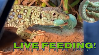 Jeweled Lacertas SMASH juicy bugs Timon Lepidus feeding compilation [upl. by Dosi373]