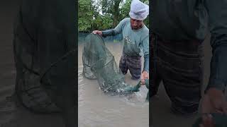 Flood Water Fishing With China Ring Net fish fishing villagelife catchingfish freshwaterfish [upl. by Annhoj]