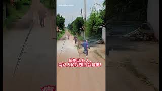 Crazy dogs pounce on people and when two people swing something they strike violently [upl. by Irap]