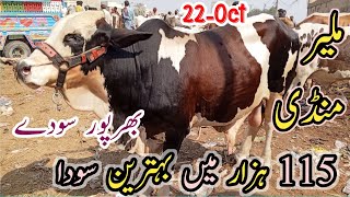 Malir Mandi Karachi cattle rates update  Naseeb ka Soda  22Oct2024 [upl. by Corene]